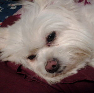 Meet your Posher, Nydia